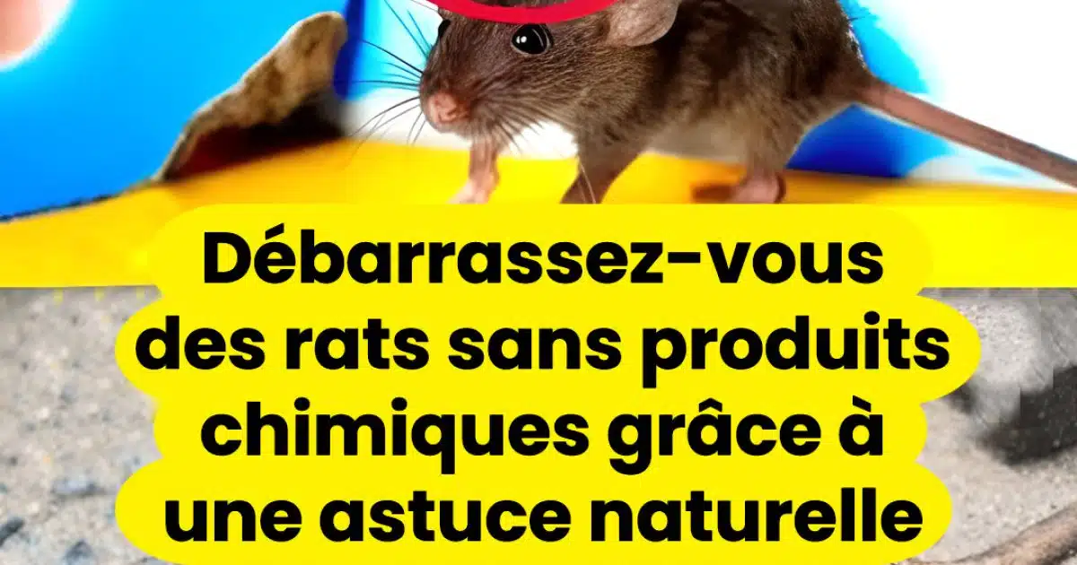 Débarrassez-vous des rats sans produits chimiques grâce à une astuce naturelle