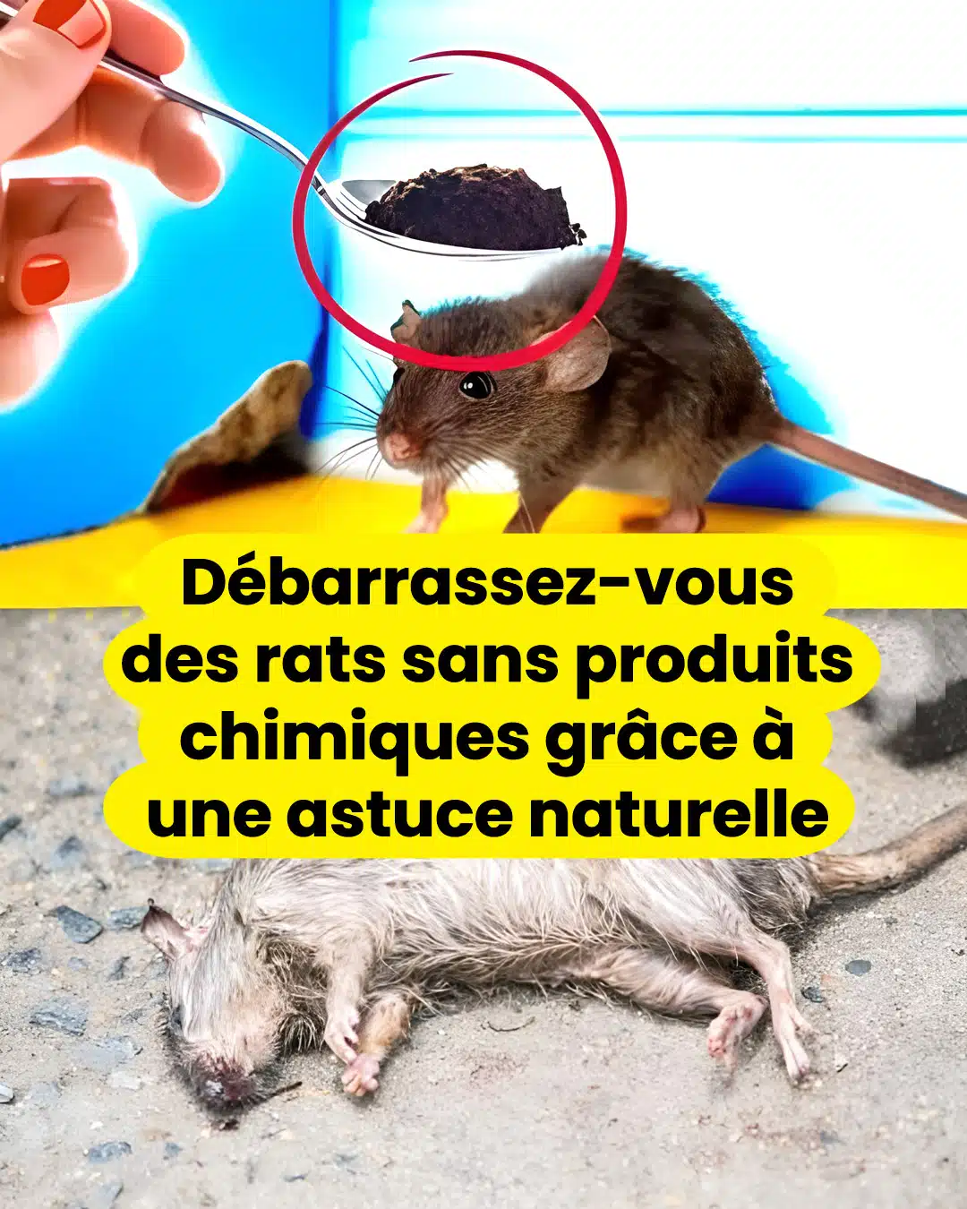 Débarrassez-vous des rats sans produits chimiques grâce à une astuce naturelle