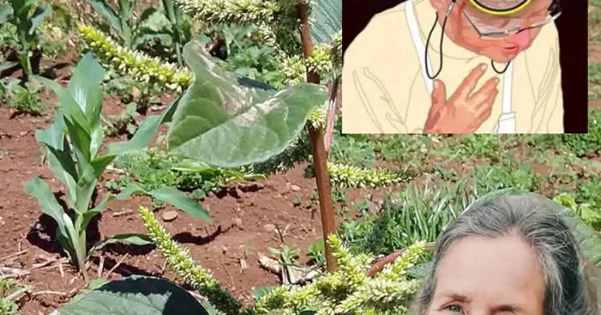 Découvrez cette « mauvaise herbe » de votre jardin : un superaliment méconnu