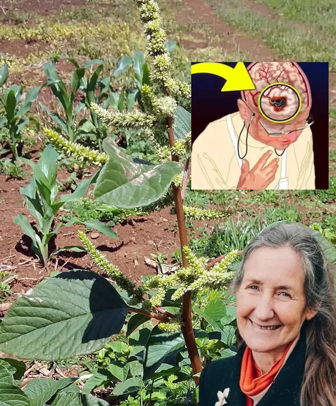 Découvrez cette « mauvaise herbe » de votre jardin : un superaliment méconnu