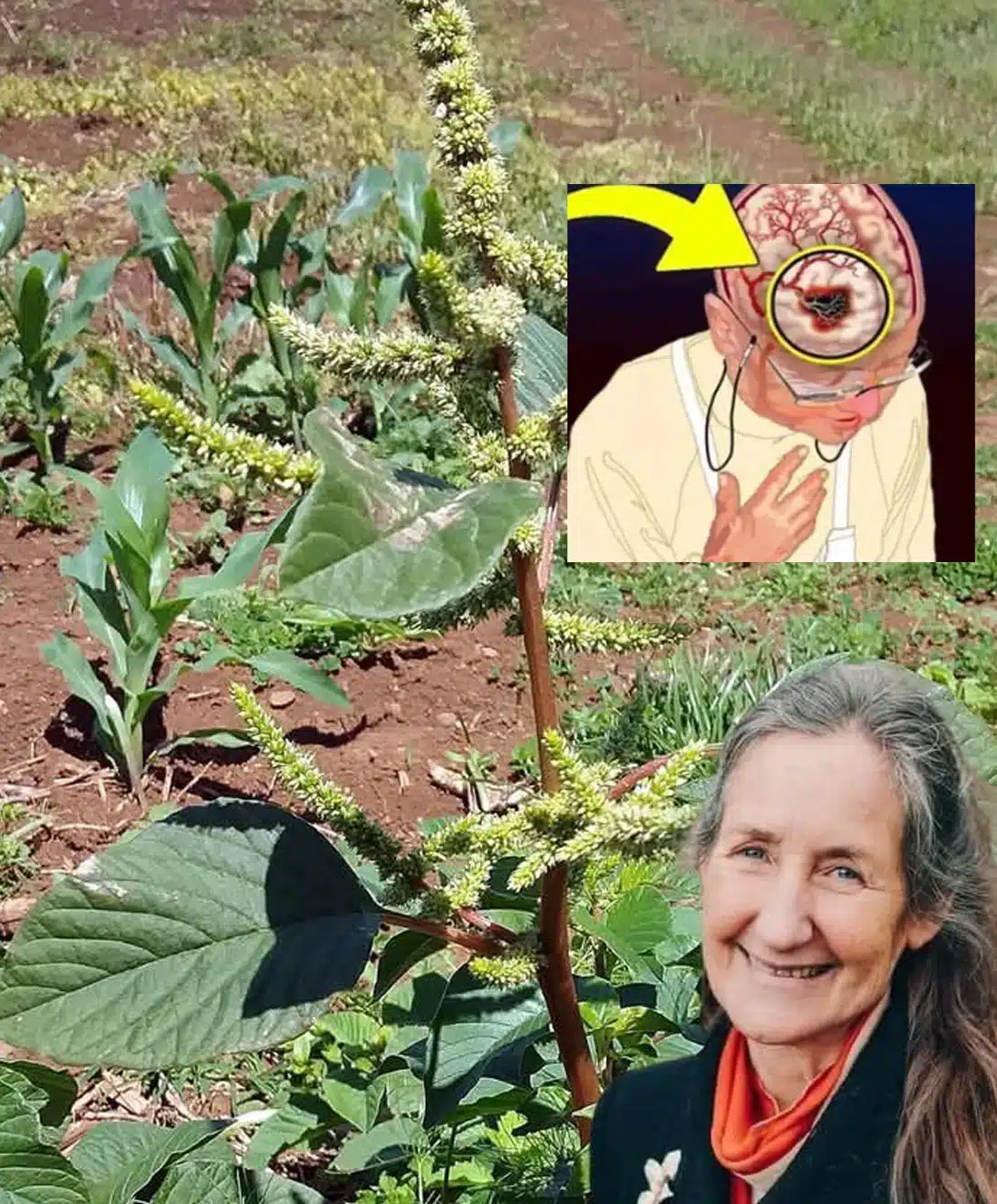 Découvrez cette « mauvaise herbe » de votre jardin : un superaliment méconnu