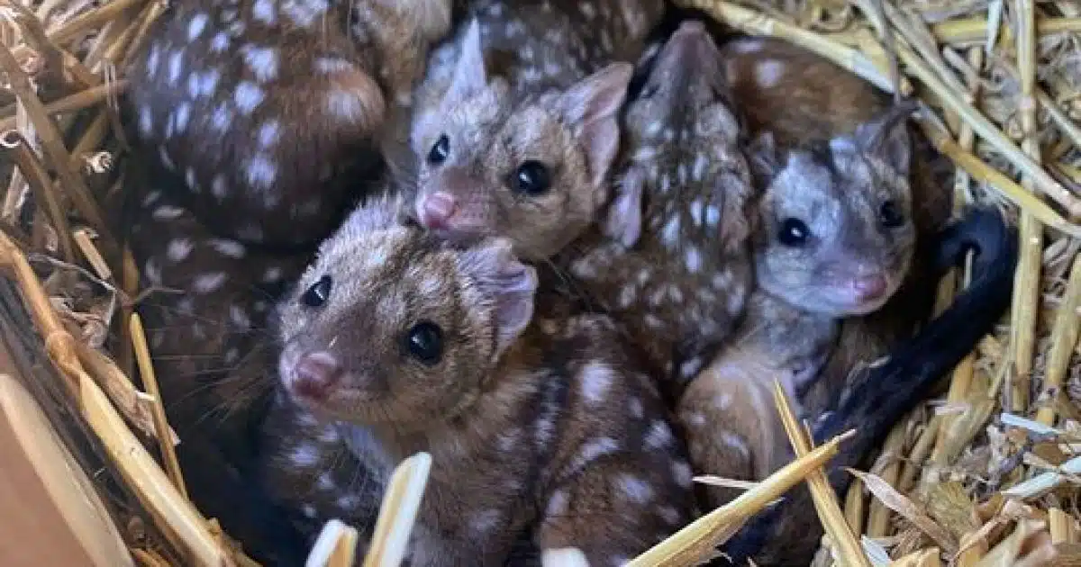Des chercheurs découvrent d’étranges créatures hérissées dans un nid