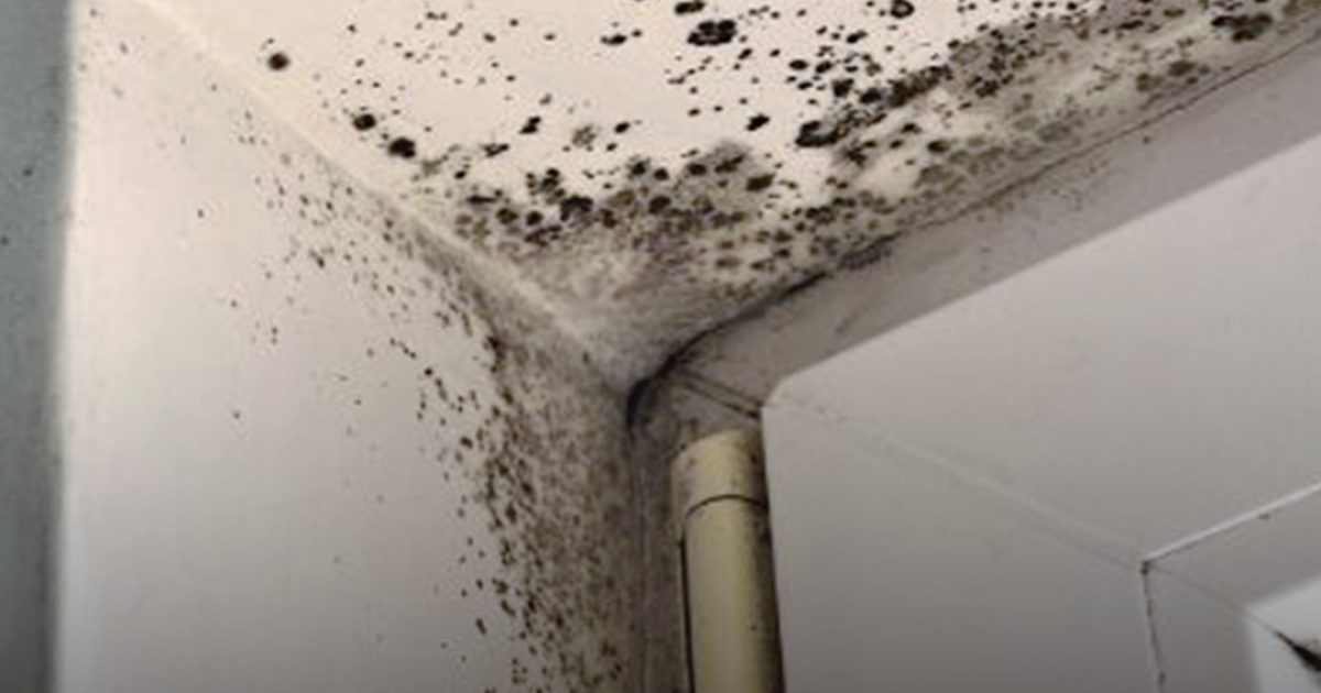 Dites adieu à la moisissure ! Cette astuce allemande élimine tout en un clin d’œil