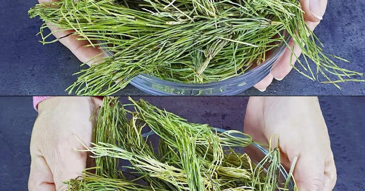 Éliminant bactéries, champignons et inflammations, cette plantes exceptionnelle mérite sa place dans votre cuisine