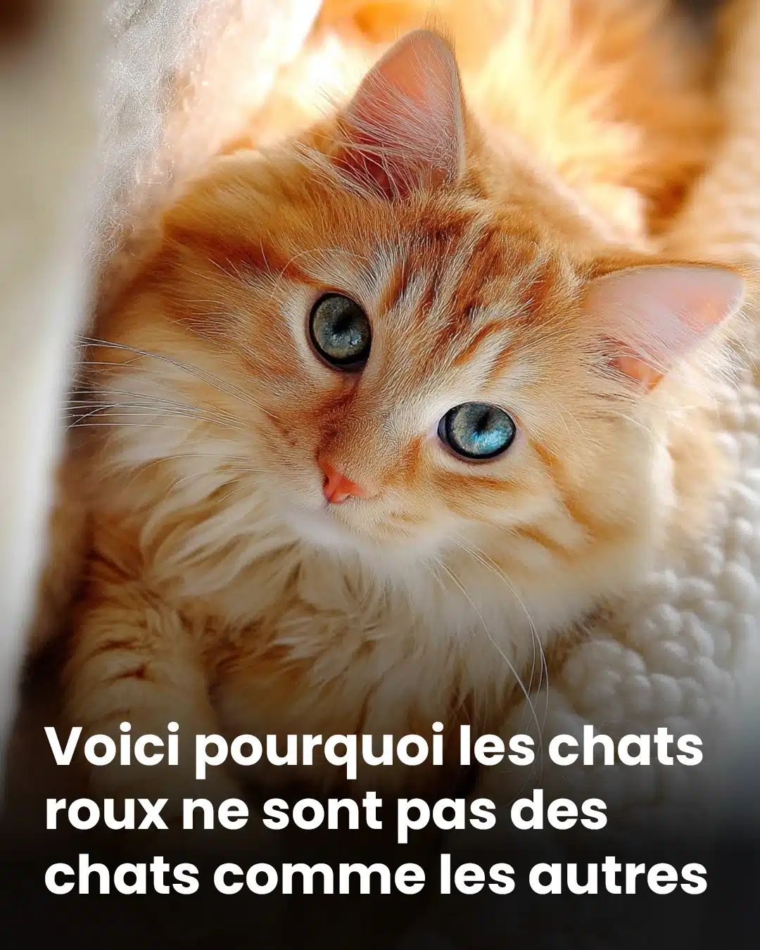 En quoi les chats roux sont différents des autres chats