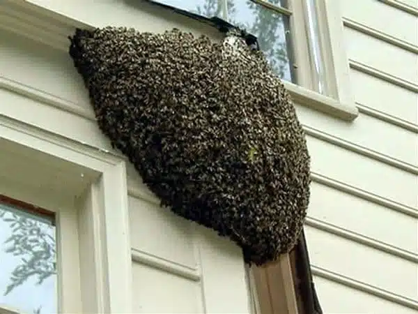 Essaim d'abeilles sur une branche