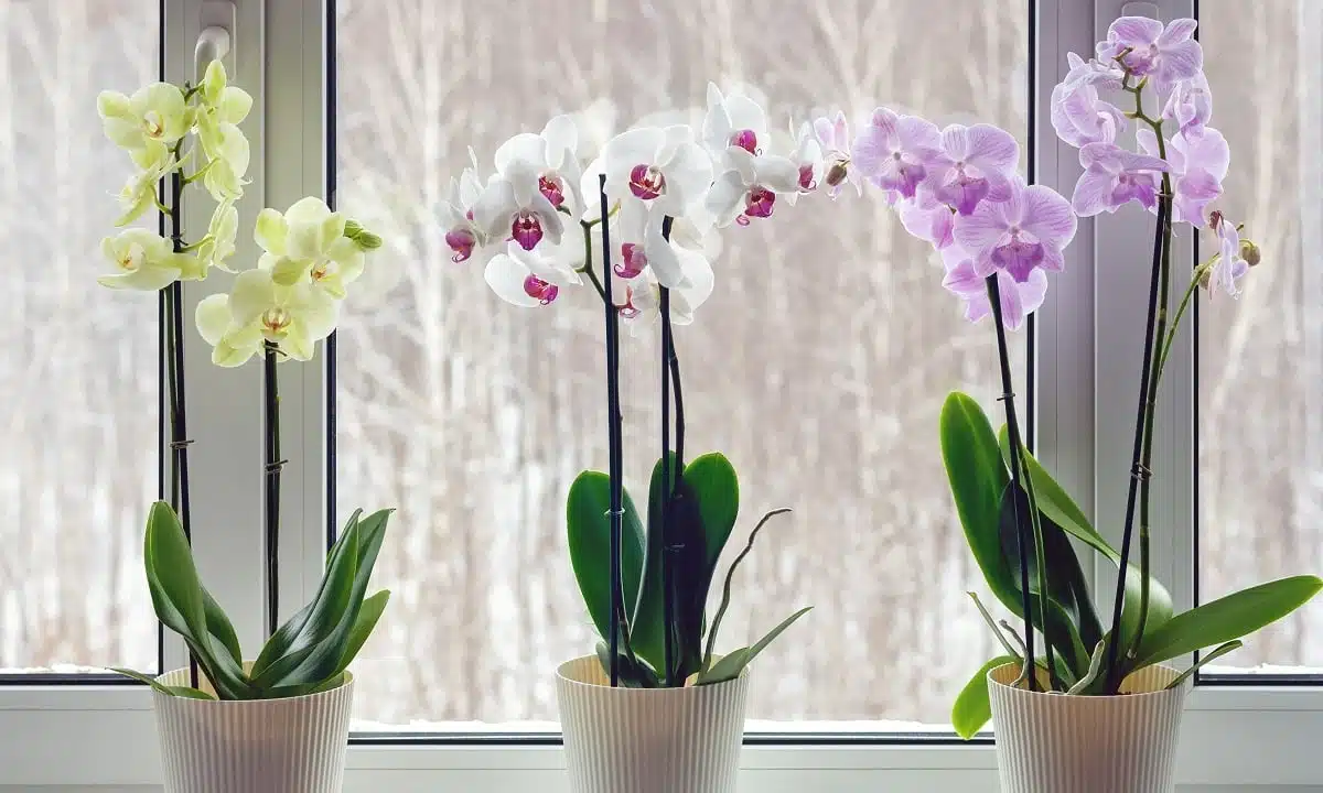 Comparaison visuelle entre du marc de café et une orchidée saine