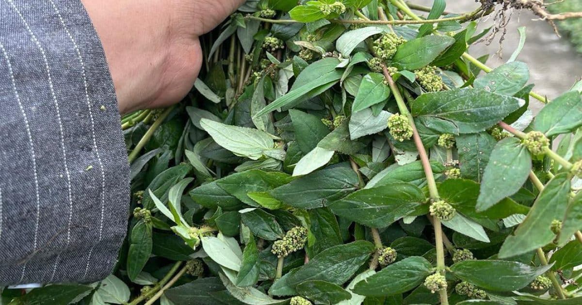 Euphorbia Hirta : 30 bienfaits et comment l'utiliser en toute sécurité