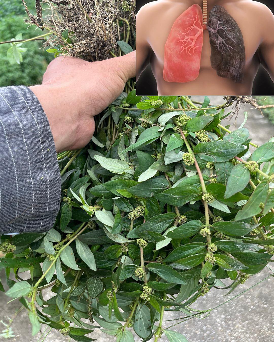 Euphorbia Hirta : 30 bienfaits et comment l'utiliser en toute sécurité