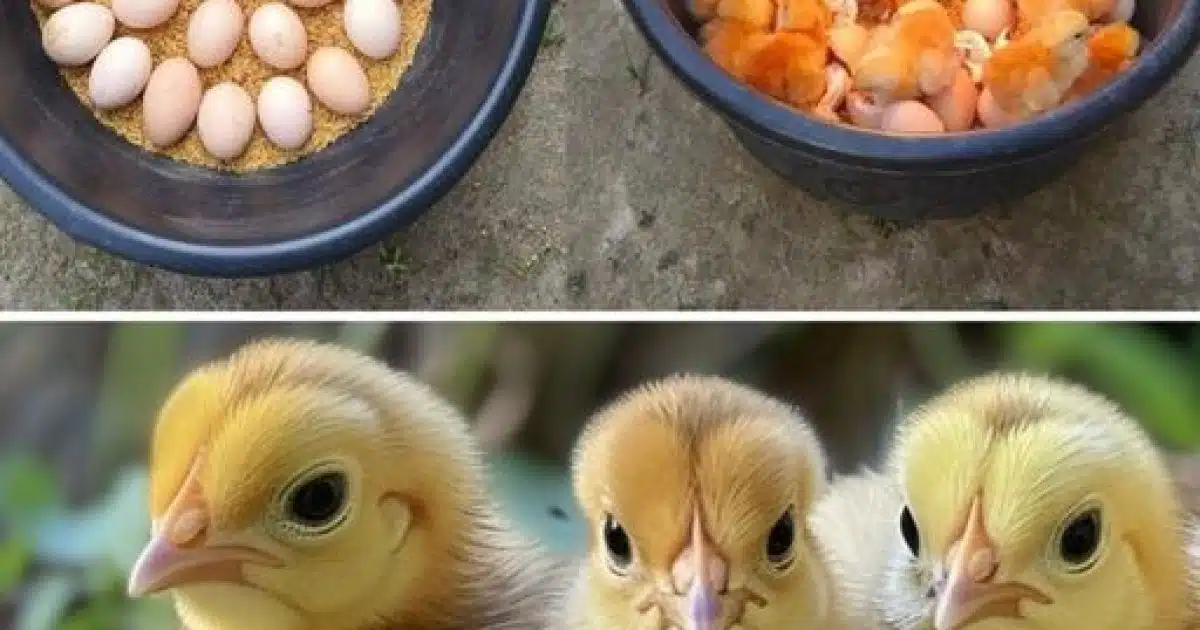 Fabriquez votre propre incubateur à œufs à partir d'une bouteille d'eau recyclée : un guide complet pour faire éclore des œufs de poule à la maison