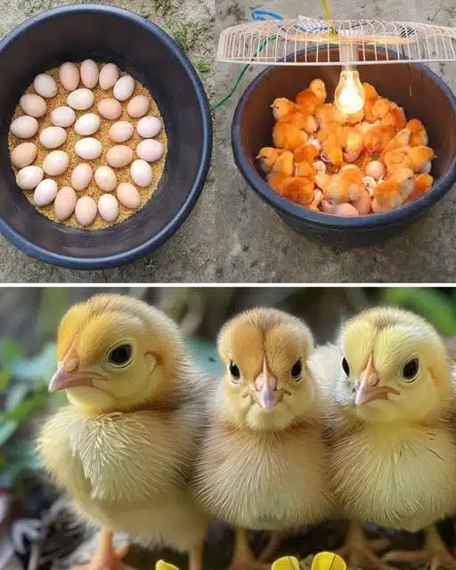 Fabriquez votre propre incubateur à œufs à partir d'une bouteille d'eau recyclée : un guide complet pour faire éclore des œufs de poule à la maison