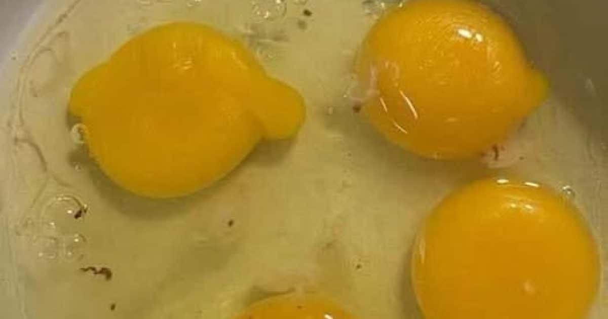 Faut-il manger des œufs avec des taches de sang ?