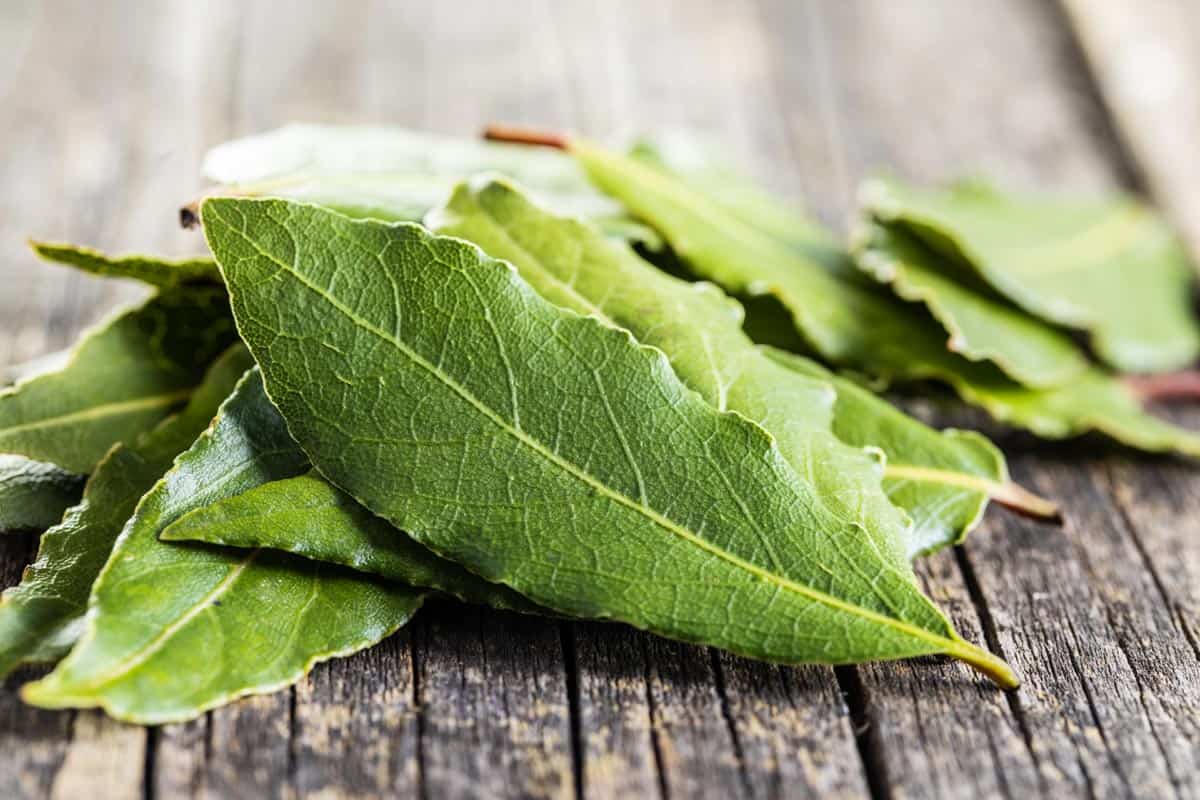 Feuilles de laurier fraîches sur un tissu