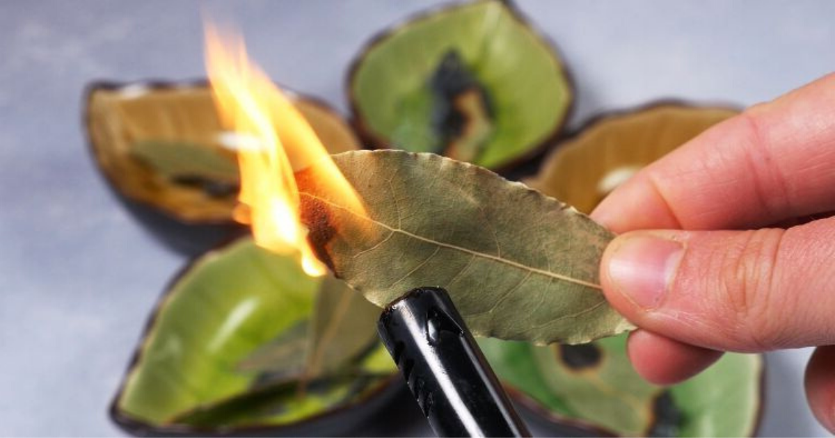 Brûler des feuilles de laurier à la maison 
