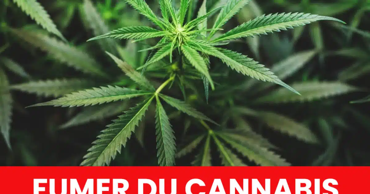 Fumer trop de cannabis peut-il endommager votre mémoire ?