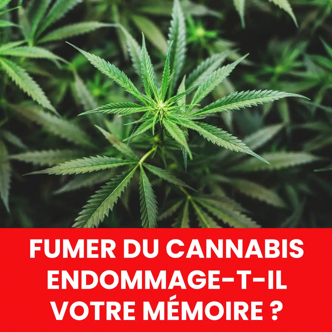 Fumer trop de cannabis peut-il endommager votre mémoire ?