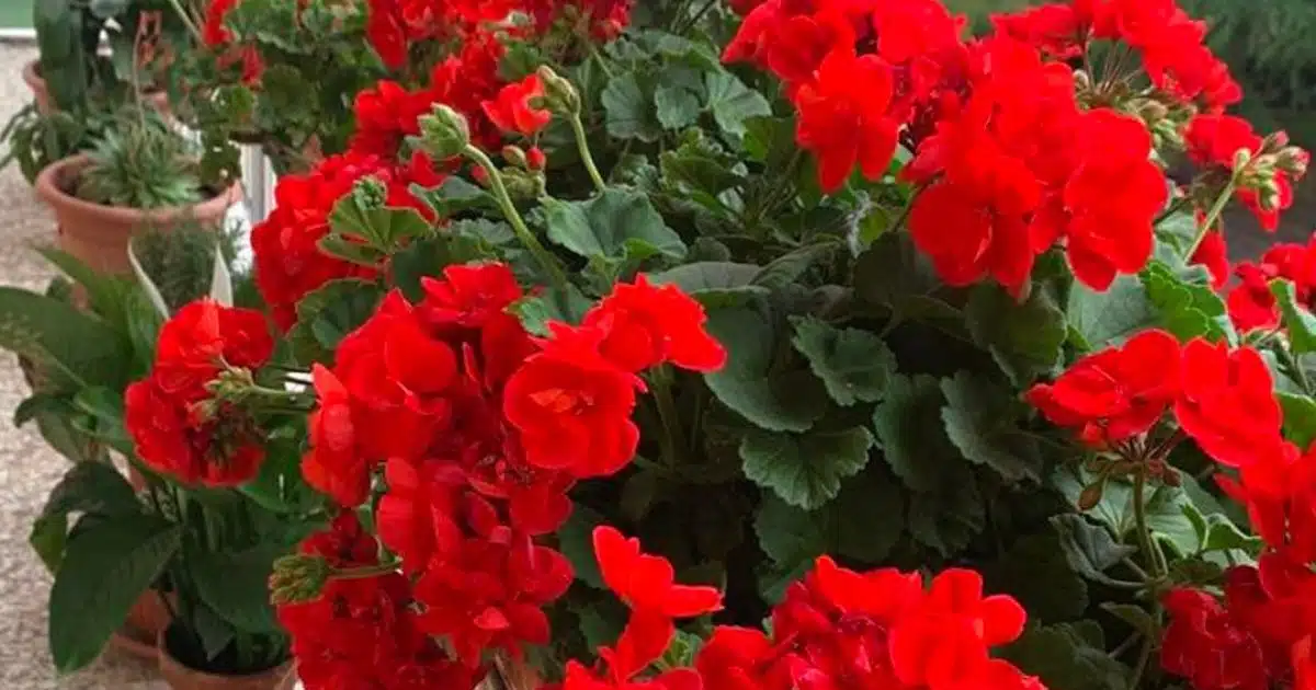 Géranium : l'astuce du brin pour avoir des plantes à l’infini