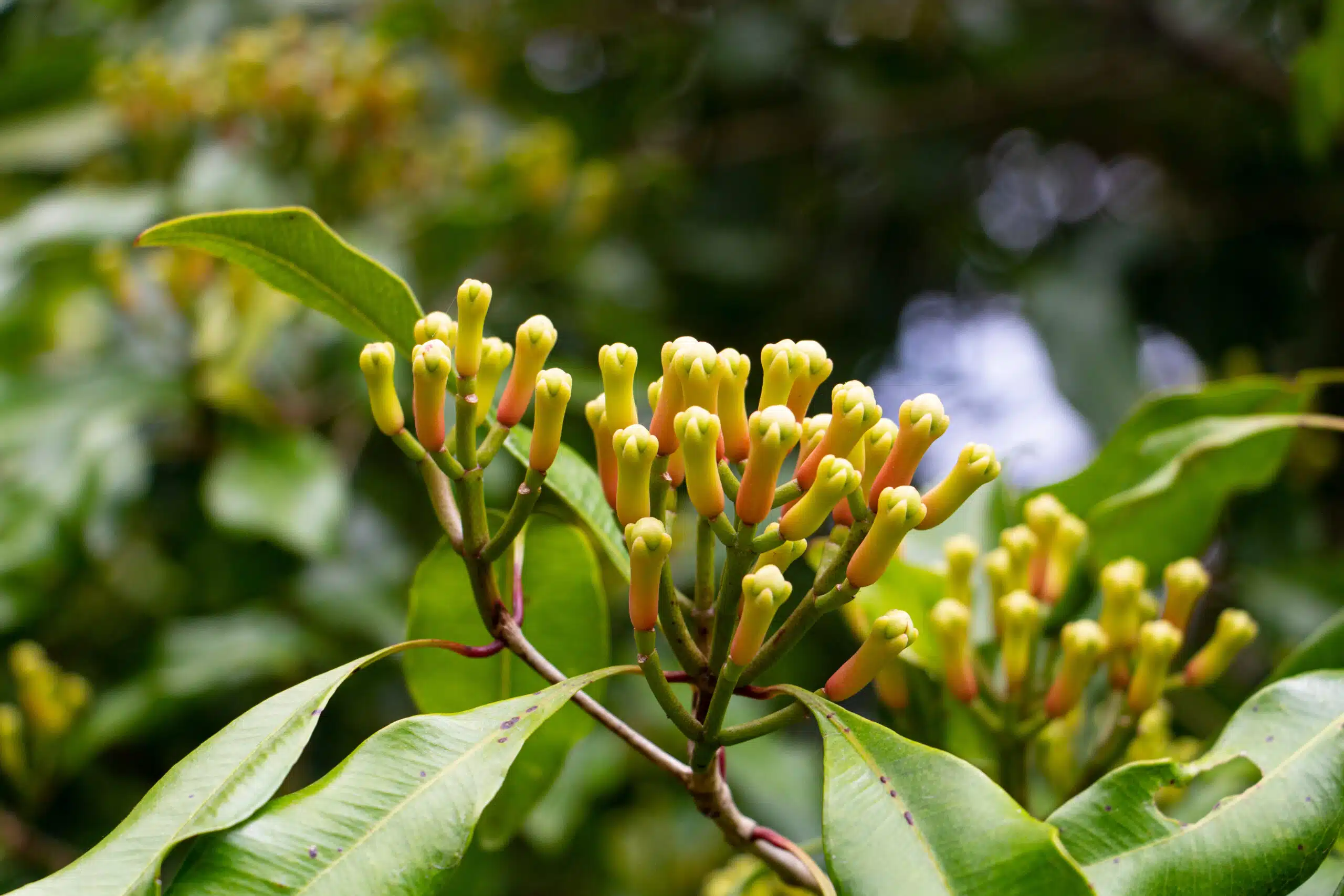 Feuillage brillant d'un jeune giroflier en pot