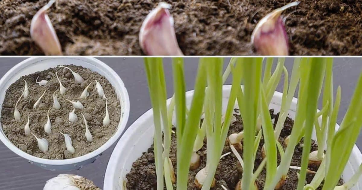 Grâce à cette méthode, multipliez l’ail et l’oignon à l’infini dans votre jardin
