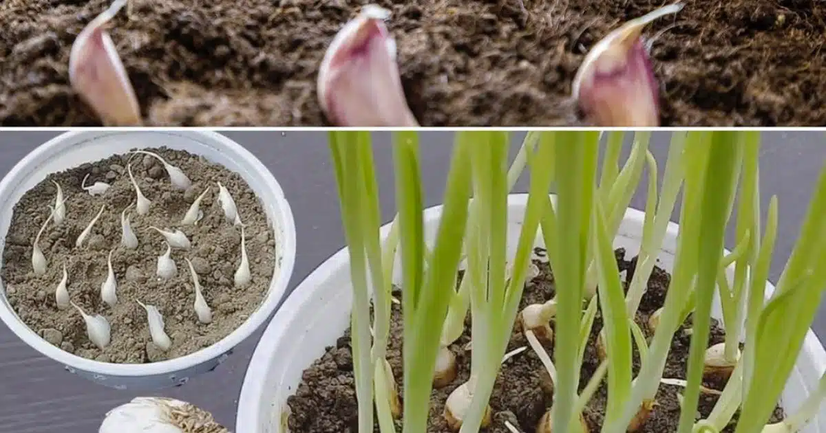 Grâce à cette méthode, multipliez l’ail et l’oignon à l’infini dans votre jardin