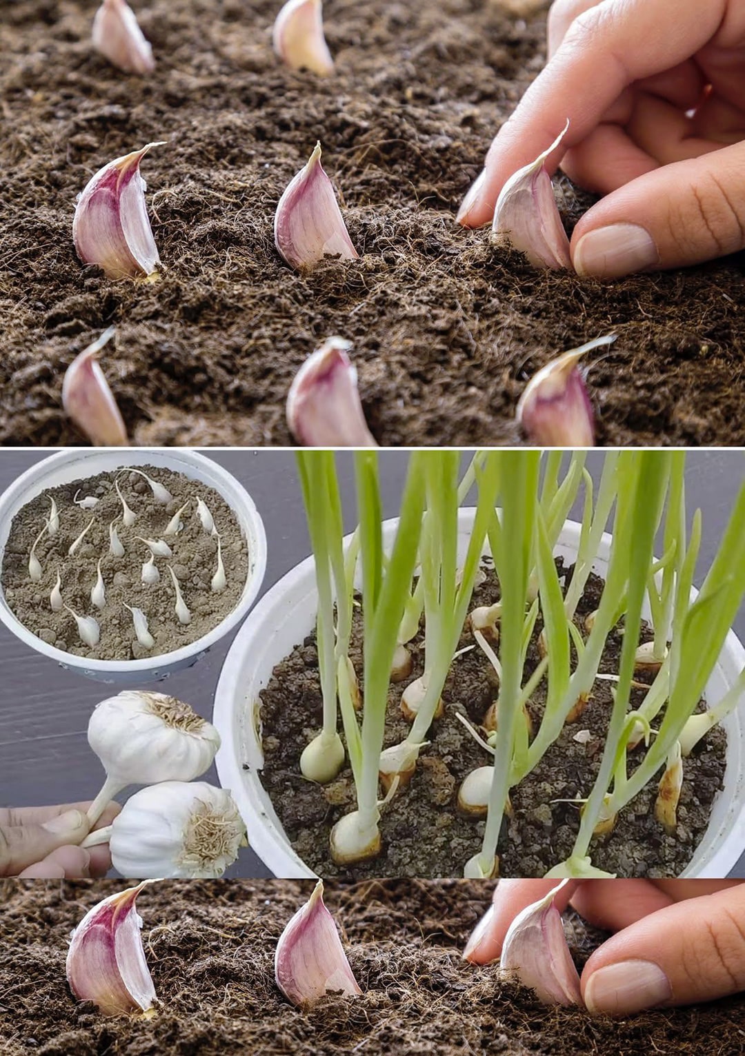 Grâce à cette méthode, multipliez l’ail et l’oignon à l’infini dans votre jardin