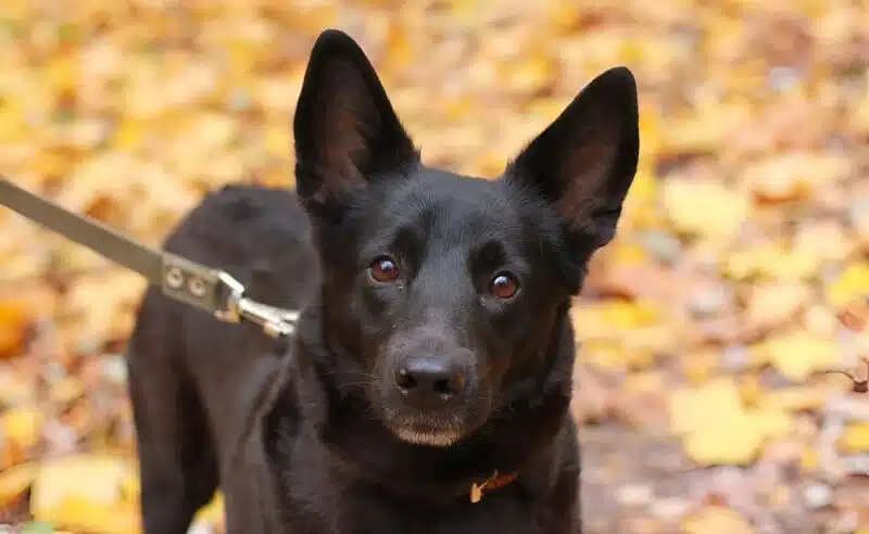 Chien assis près d'un sac