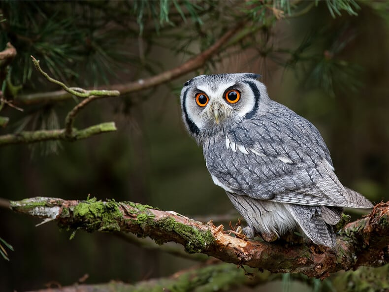 Hibou perché sur une branche d'arbre au crépuscule
