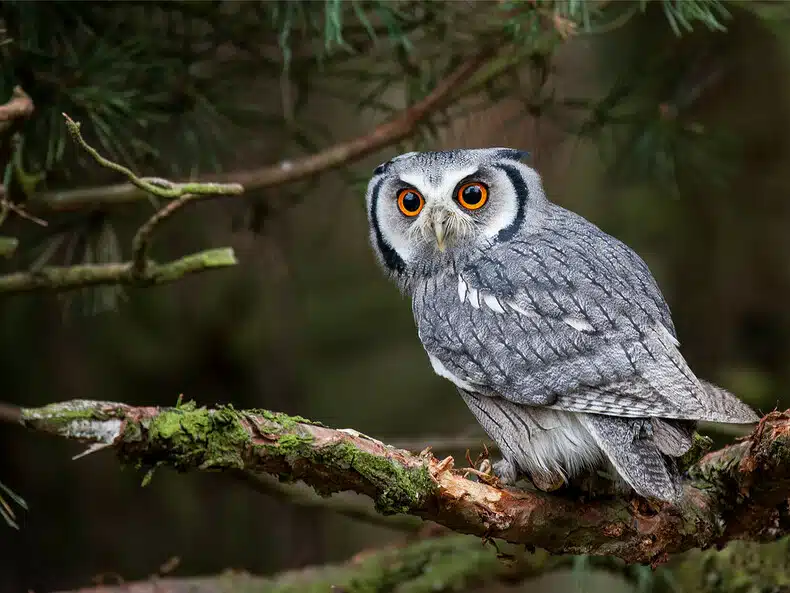 Hibou perché sur une branche d'arbre au crépuscule