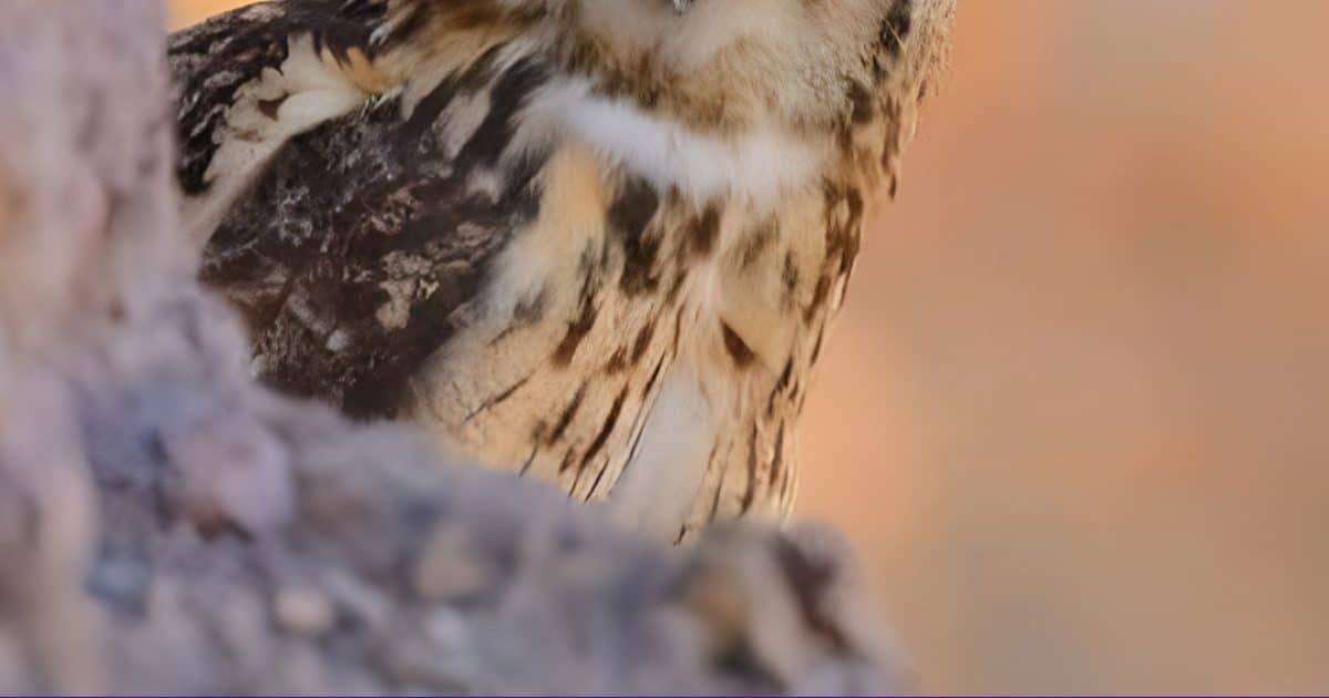 Hibou : chasseur silencieux ou guide spirituel ?