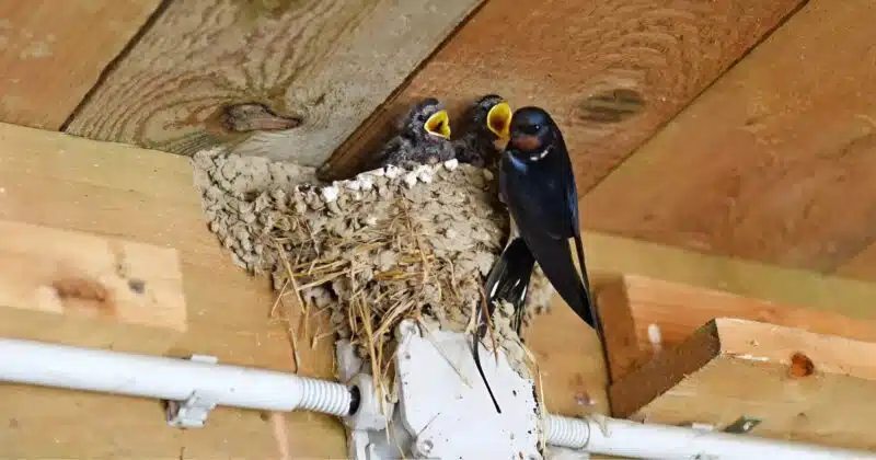 Hirondelle posée sur une branche