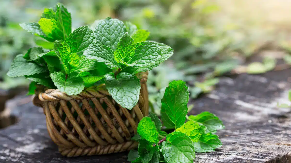 Glaçons beauté à la menthe et girofle