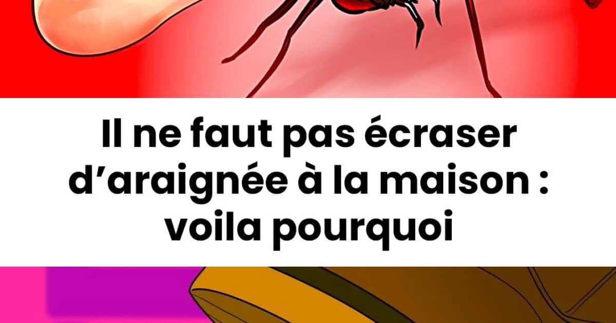 Il ne faut pas écraser d’araignée à la maison : voila pourquoi