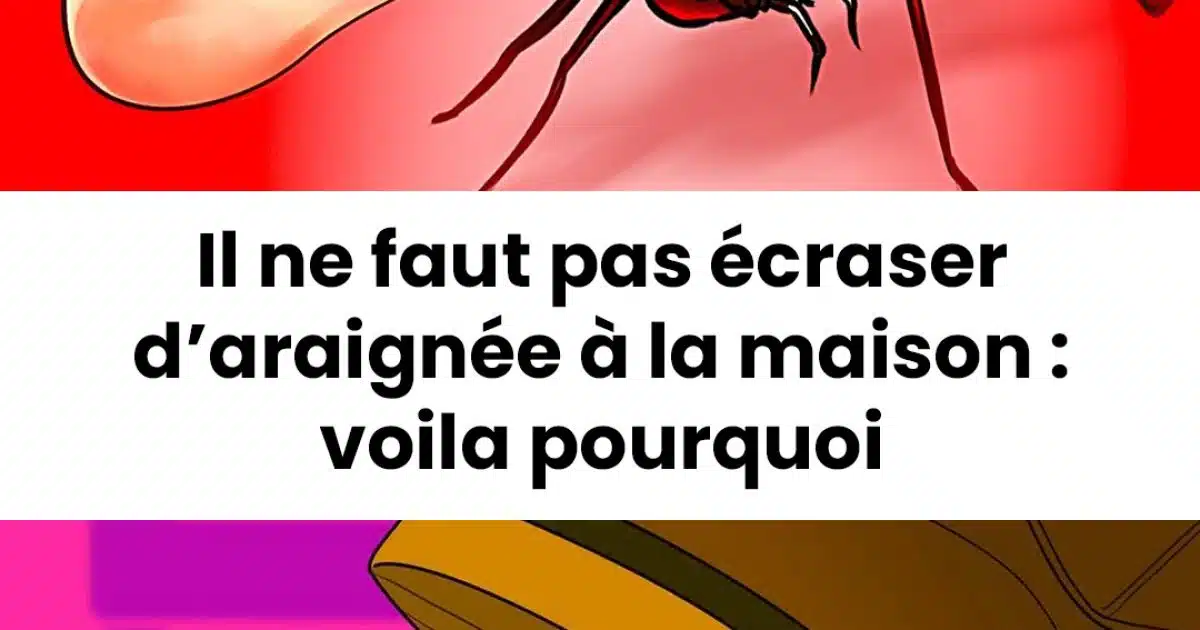 Il ne faut pas écraser d’araignée à la maison : voila pourquoi