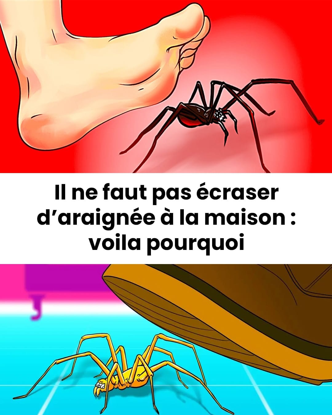 Il ne faut pas écraser d’araignée à la maison : voila pourquoi