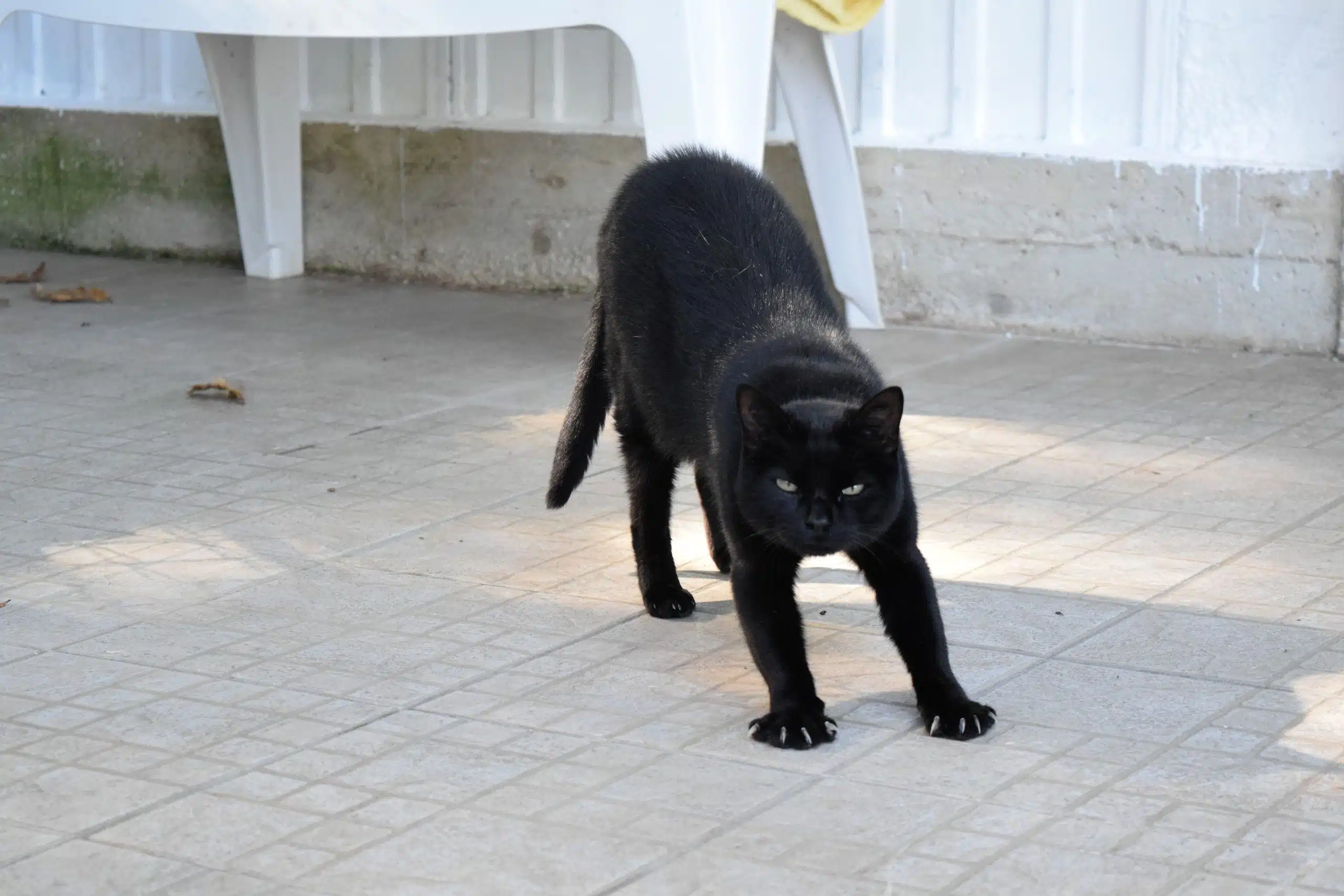 Chat noir au regard perçant