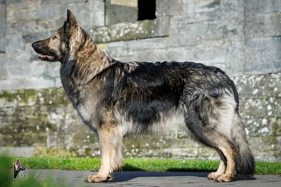 Chien allongé, paisible, sur un cercueil
