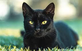 Chat noir perché, symbole d'indépendance
