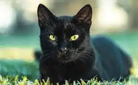 Chat noir perché, symbole d'indépendance