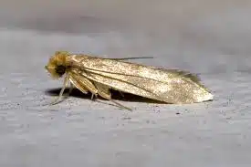 Détail d'un vêtement endommagé par les mites