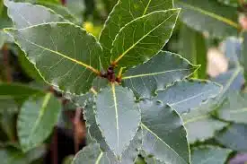 Feuilles de laurier fraîches posées sur une surface en bois