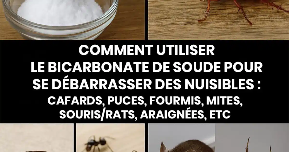 Invasion d’insectes ? Ce remède maison les fait fuir sans produits toxiques
