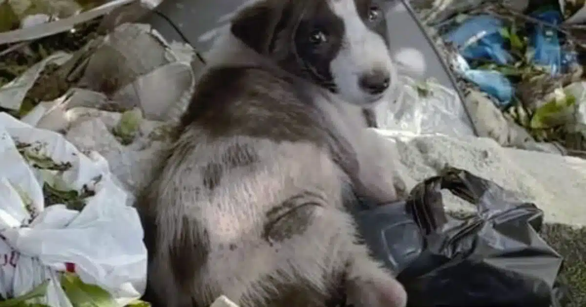 J’ai trouvé un chiot seul dans les poubelles — puis la caméra a capté ce que je ne pouvais pas expliquer
