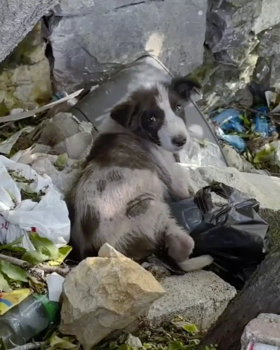 J’ai trouvé un chiot seul dans les poubelles — puis la caméra a capté ce que je ne pouvais pas expliquer