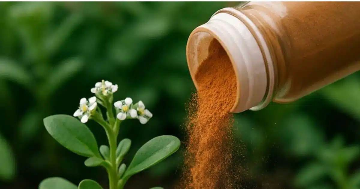 La cannelle n'est pas réservée qu'à la cuisine. Voici 10 raisons d'utiliser la cannelle dans votre jardin