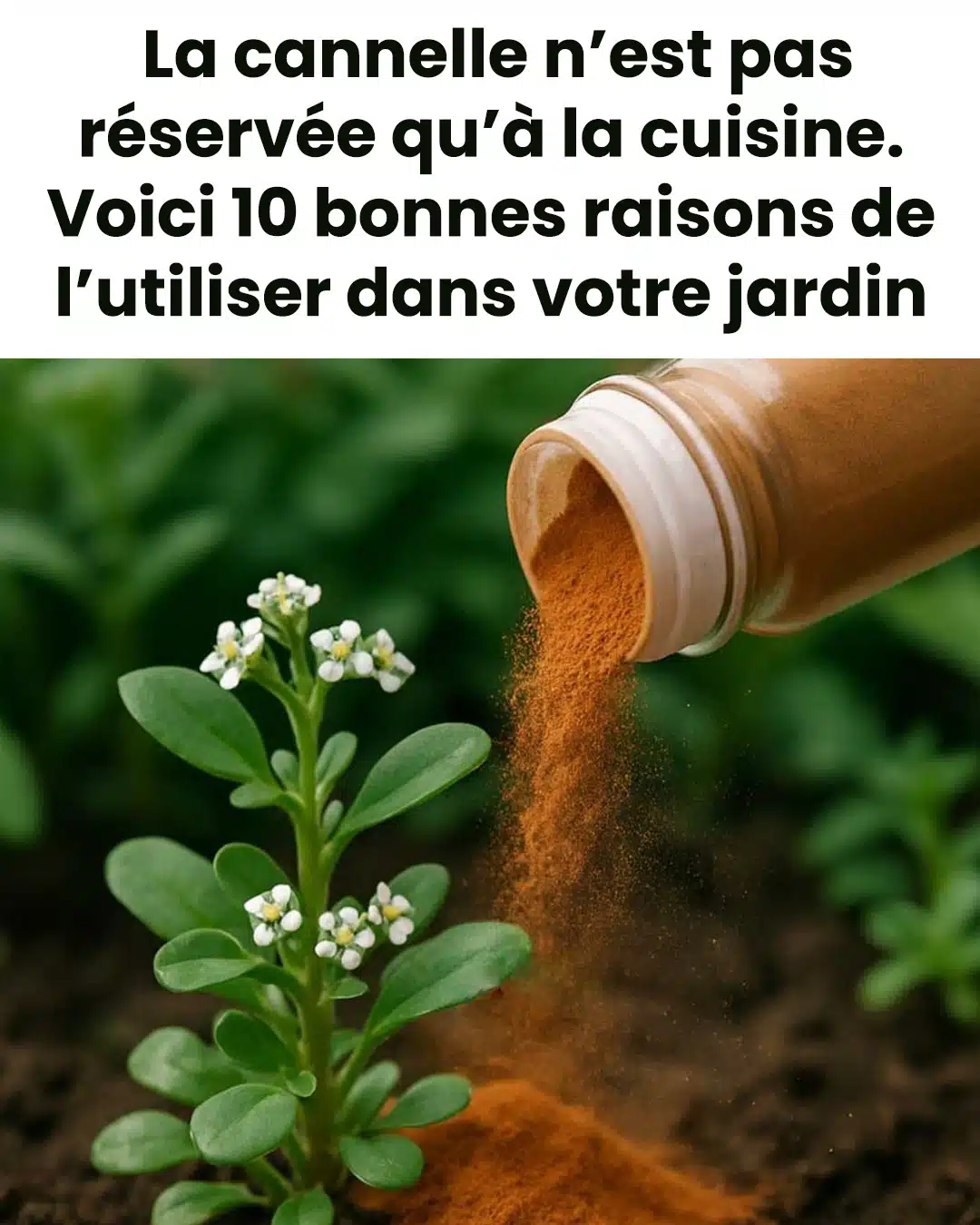 La cannelle n'est pas réservée qu'à la cuisine. Voici 10 raisons d'utiliser la cannelle dans votre jardin