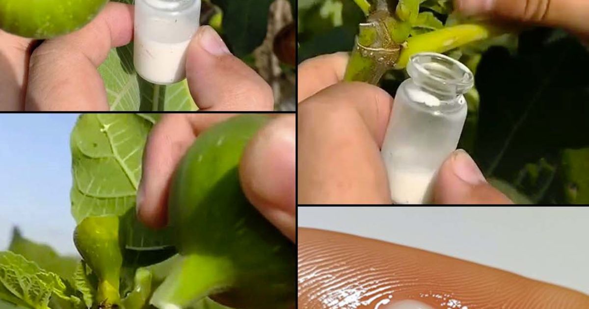 La magie de la sève de figue : récolte, utilisation et conservation