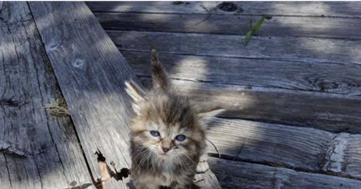 La plupart des gens verront un seul chat et ne sauront pas où se trouve le deuxième.