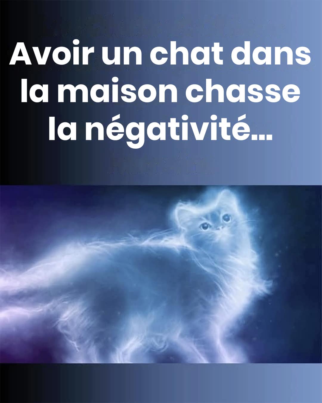 La présence d’un chat dans la maison serait bénéfique sur le plan énergétique : il éloignerait les ondes négatives et apaiserait l’esprit