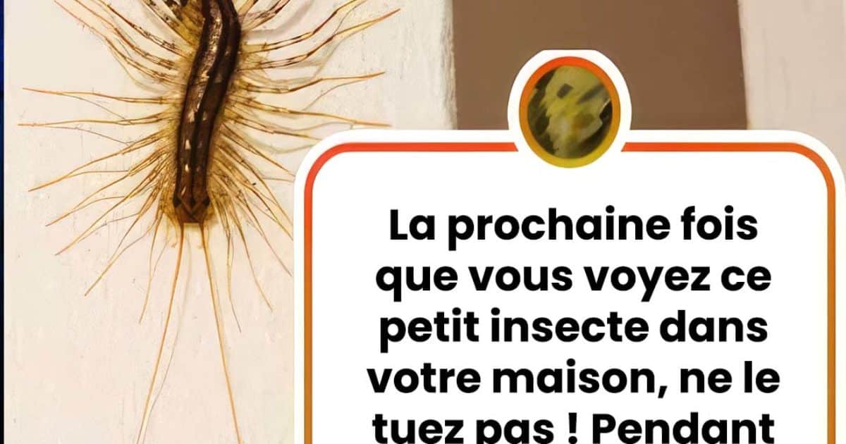 La prochaine fois que vous voyez ce petit insecte dans votre maison, ne le touchez pas