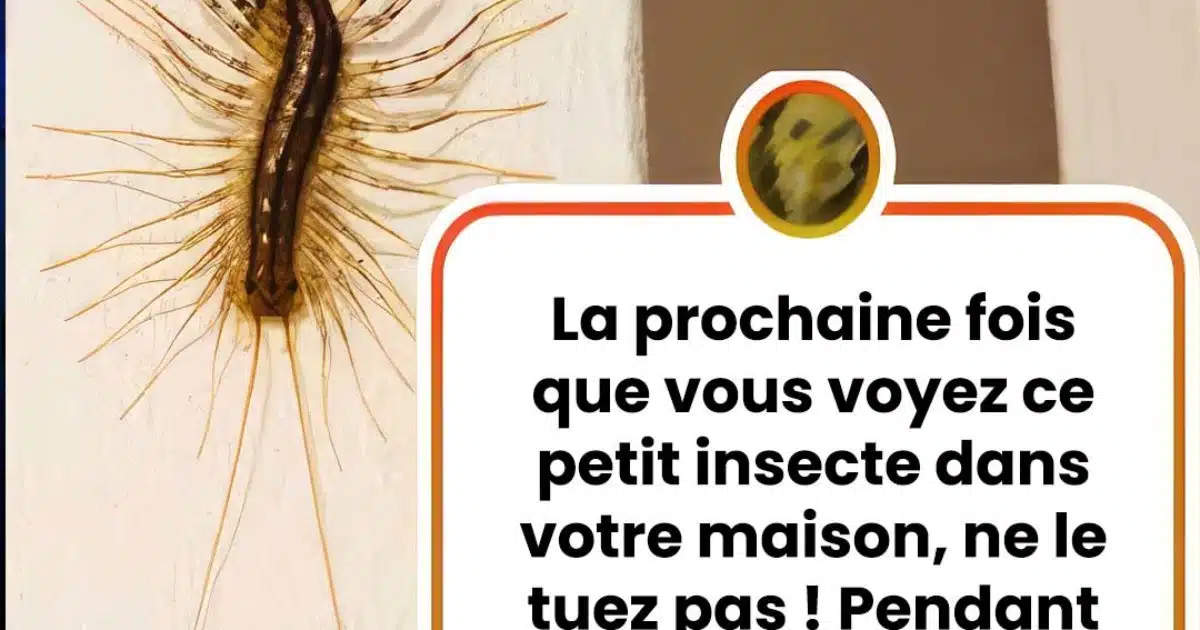 La prochaine fois que vous voyez ce petit insecte dans votre maison, ne le touchez pas
